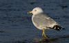 Ring-billed Gull at Rossi's Ice Cream, Westcliff (Steve Arlow) (48346 bytes)